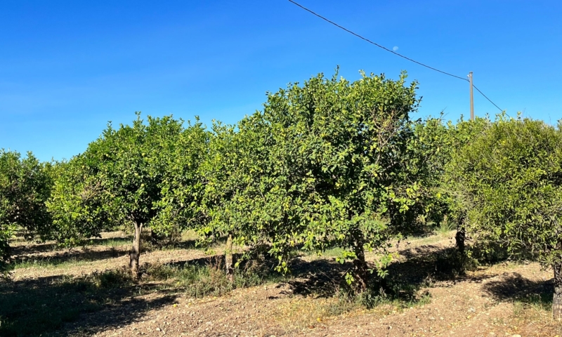 RIF. 601 – AGRUMETO PALMA RIF. 601 – AGRUMETO PALMA