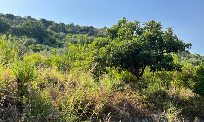 RIF. 629 – TERRENO AGRICOLO NOTO RIF. 629 – TERRENO AGRICOLO NOTO
