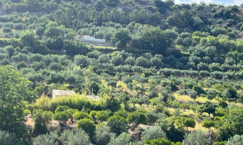 RIF. 629 – TERRENO AGRICOLO NOTO RIF. 629 – TERRENO AGRICOLO NOTO