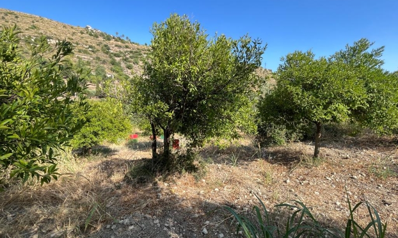 RIF. 629 – TERRENO AGRICOLO NOTO RIF. 629 – TERRENO AGRICOLO NOTO