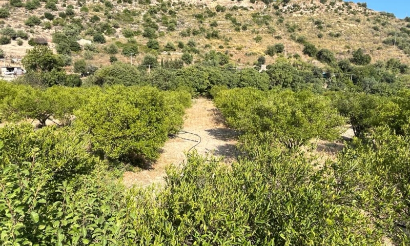 RIF. 629 – TERRENO AGRICOLO NOTO RIF. 629 – TERRENO AGRICOLO NOTO