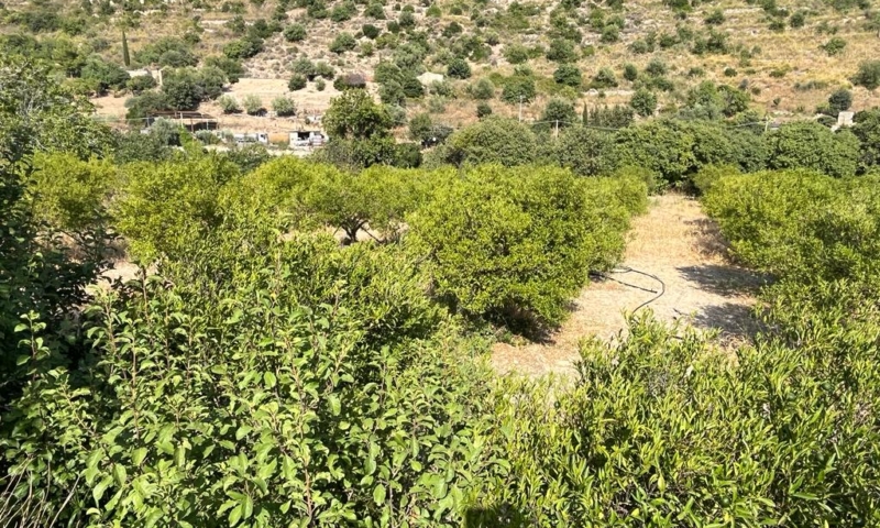 RIF. 629 – TERRENO AGRICOLO NOTO RIF. 629 – TERRENO AGRICOLO NOTO