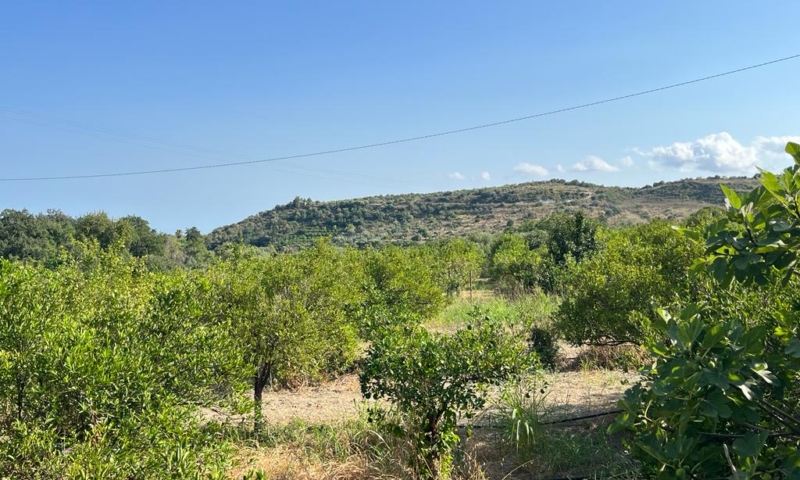 RIF. 629 – TERRENO AGRICOLO NOTO RIF. 629 – TERRENO AGRICOLO NOTO
