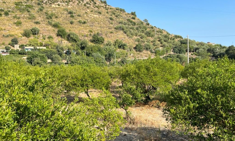 RIF. 629 – TERRENO AGRICOLO NOTO RIF. 629 – TERRENO AGRICOLO NOTO