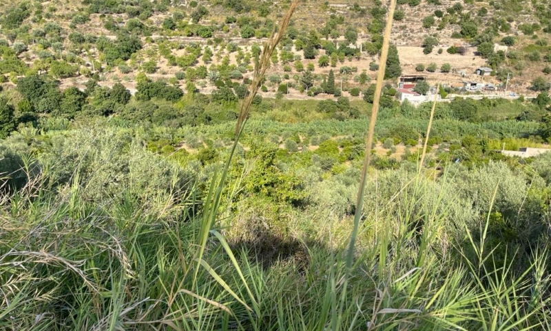 RIF. 629 – TERRENO AGRICOLO NOTO RIF. 629 – TERRENO AGRICOLO NOTO