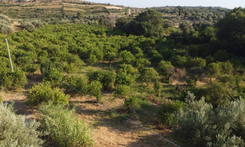 RIF. 698 – AGRUMETO FIUMARELLA RIF. 698 – AGRUMETO FIUMARELLA