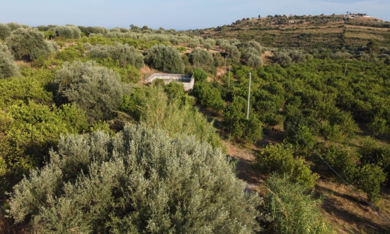 RIF. 698 – AGRUMETO FIUMARELLA RIF. 698 – AGRUMETO FIUMARELLA