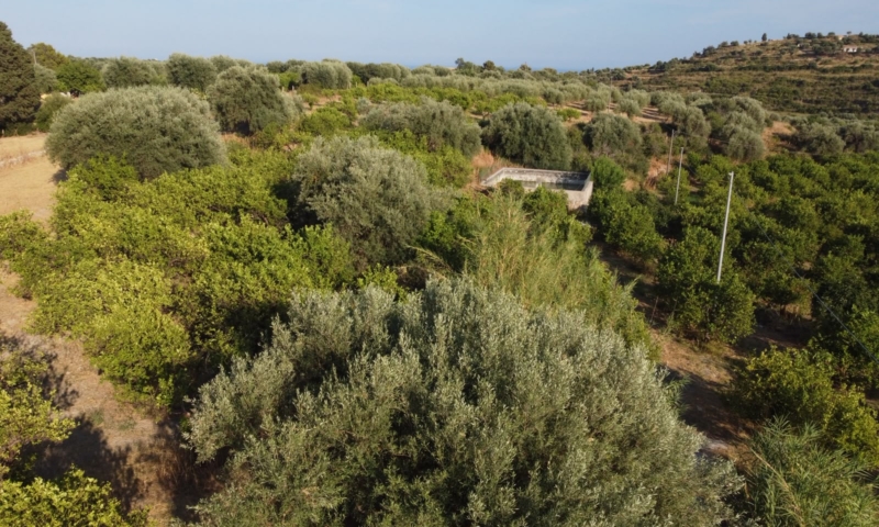 RIF. 698 – AGRUMETO FIUMARELLA RIF. 698 – AGRUMETO FIUMARELLA