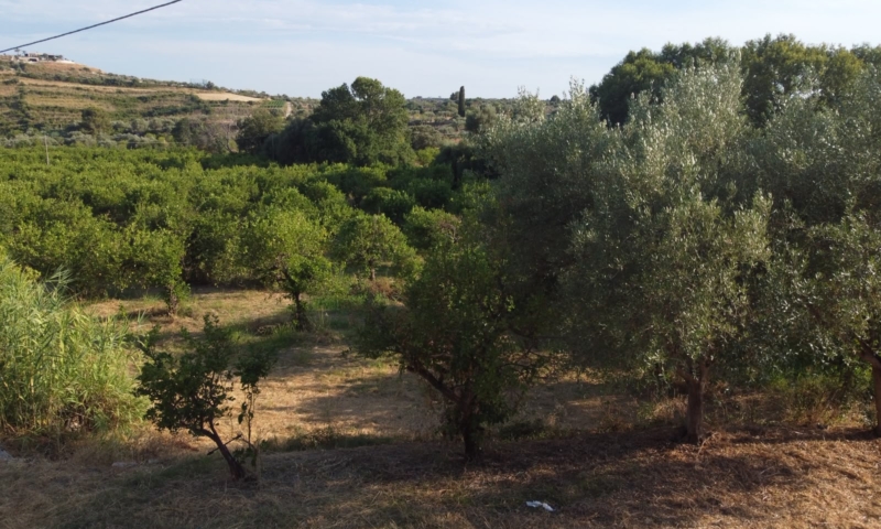 RIF. 698 – AGRUMETO FIUMARELLA RIF. 698 – AGRUMETO FIUMARELLA