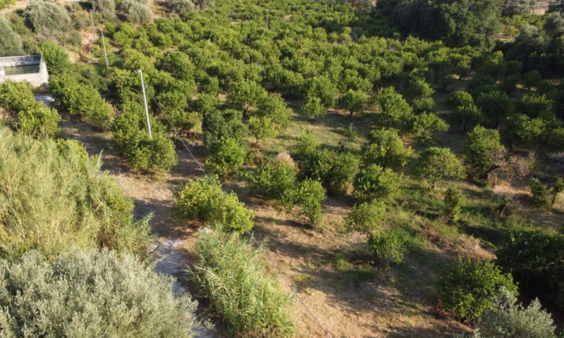 RIF. 698 – AGRUMETO FIUMARELLA RIF. 698 – AGRUMETO FIUMARELLA