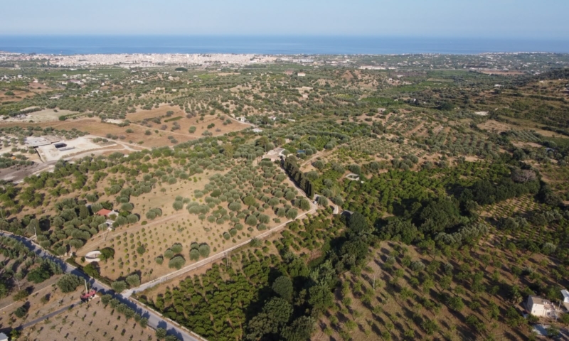 RIF. 698 – AGRUMETO FIUMARELLA RIF. 698 – AGRUMETO FIUMARELLA