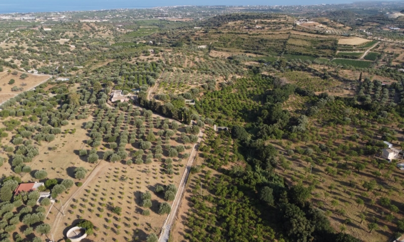 RIF. 698 – AGRUMETO FIUMARELLA RIF. 698 – AGRUMETO FIUMARELLA